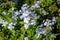 A bush of blooming Blue Plumbago