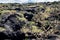 Bush blooming cactus Cholla on background lava field. Valley of