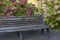 A bush of blooming hydrangea between the benches. City park in the fall