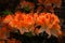 Bush With Blooming Orange Peonies