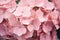 Bush of blooming pink Hydrangea or Hortensia flowers