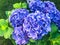 Bush of blooming purple hydrangeas