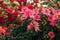 Bush of blooming red azaleas