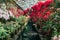 Bush of blooming red azaleas in greenhouse