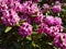 Bush of blooming Rhododendron in bright pink color