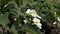 Bush of blooming strawberries grow on an organic farm on a sunny day. Spring flowering strawberries grow in the garden.