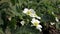 Bush of blooming strawberries grow on an organic farm on a sunny day. Spring flowering strawberries grow in the garden.