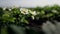 Bush of blooming strawberries grow on an organic farm on a sunny day. Spring flowering strawberries grow in the garden.