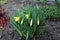 A bush of blossoming daffodil grows among other flowers