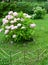 Bush of the blossoming hydrangea Hydrangea L. grows in a garde