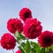 Bush of blossoming red colored dahlia flowers with many delicate fragile petals on blue sky background in countryside garden. Cult