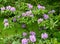 Bush of the blossoming rhododendron Rhododendron L