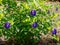 Bush of Blue flower Asian pigeonwings Clitoria ternatea butterfly pea