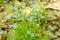 A bush of blue flowers. Unusual wild flowers. Natural background.