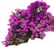 Bush Bougainvillea with flowers of bright purple color, a genus of evergreen plants on a white background