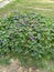 bush braided with purple bindweed