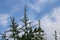 Bush branch reaching towards sky