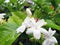 Bush branch with white flowers of jasmine