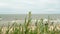 Bush branches moving in wind and blurred tourist people on seaside ocean beach