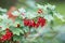 Bush and branches with red currants in garden