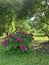 Bush of bright magenta tree-shaped Chinese peonies