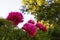 Bush of bright purple dahlias in the garden