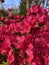 Bush of Bright Red Azalea