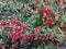 A bush with bright red berries on branches with small green leaves.