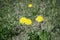 Bush of bright yellow dandelions close-up on a background of young green grass. Floral background