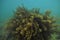 Bush of brown sea weeds