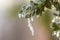 Bush brunch with small wet green leaves covered with ice and hanging icicles on bright blurred sunny abstract copy space