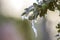 Bush brunch with small wet green leaves covered with ice and hanging icicles on bright blurred sunny abstract copy space