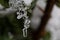 Bush brunch with small wet green leaves covered with ice and hanging icicles on bright blurred sunny abstract copy space