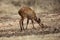 Bush buck