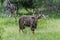 Bush Buck in Kruger National Park