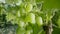 A bush with a bunch of green wet grapes in water drops on a summer sunny day outdoors. Ripening vine with grapes and