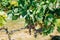 A bush with bunches of ripe blue grapes in green leaves on a sunny day.