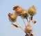 Bush of a burdock 2