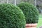 Bush Buxus (Buxus)