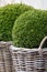 Bush Buxus (Buxus)