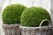 Bush Buxus (Buxus)