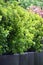 Bush Buxus (Buxus)