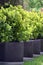 Bush Buxus (Buxus)