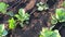 Bush cabbage with drip irrigation system on vegetable garden daybreak