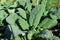 A bush of cabbage kale in the garden, sparkling droplets of dew in the rays of the morning sun