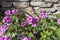 The  bush Catharanthus roseus grows and blooms with pink flowers close-up