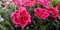 Bush of cerise pink Dianthus caryophyllus of Caryophyllaceae in garden,sunny day