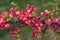 The bush Chaenomeles japonica blooms with pink small flowers in the botanical garden Grishko in Kyiv. A closeup of a flower.