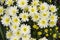 Bush of chrysanthemum blossom, top view. Bright bouquet of blooming dwarf chrysanthemum, autumn flowering of decorative flowers