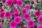 Bush of chrysanthemum blossom, top view. Magenta bouquet of blooming dwarf chrysanthemum, autumn flowering of decorative flowers
